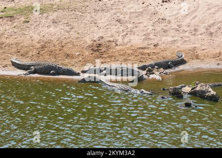 Krokodile säumen den niedrigen Wasserstand des Flussufers des Nebenflusses zum Ruaha-Nationalpark in der Trockenzeit Stockfoto