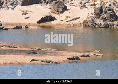 Krokodile säumen den niedrigen Wasserstand des Flussufers des Nebenflusses zum Ruaha-Nationalpark in der Trockenzeit Stockfoto