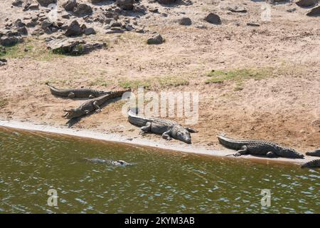 Krokodile säumen den niedrigen Wasserstand des Flussufers des Nebenflusses zum Ruaha-Nationalpark in der Trockenzeit Stockfoto