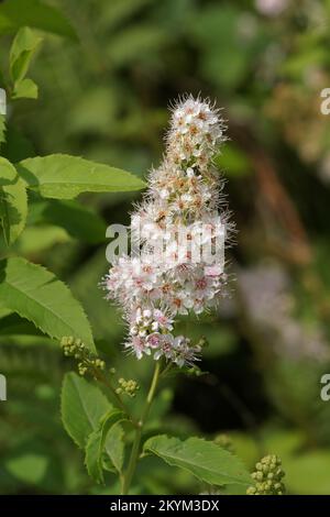 Natürliche Natur im Freien: Genießen Sie eine blühende weiße Wiese, Spiraea alba im Garten Stockfoto