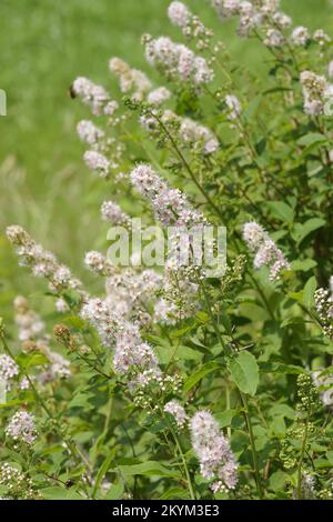 Natürliche Natur im Freien: Genießen Sie eine blühende weiße Wiese, Spiraea alba im Garten Stockfoto