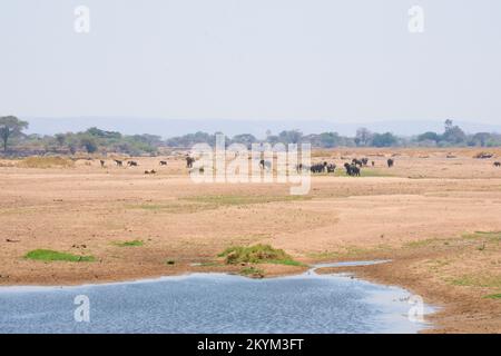 Durch einen Hitzeschlag sehen Erwachsene und kleine Elefantenbabys nach Wasser im trockenen Flussbett des Ruaha-Flusses im Ruaha-Nationalpark Stockfoto