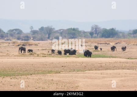 Durch einen Hitzeschlag sehen Erwachsene und kleine Elefantenbabys nach Wasser im trockenen Flussbett des Ruaha-Flusses im Ruaha-Nationalpark Stockfoto