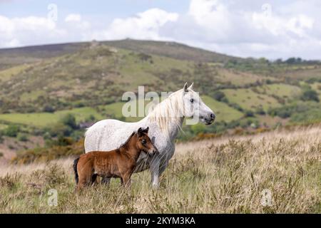 Dartmoor Pony Mare & Foal im Dartmoor Nationalpark Stockfoto