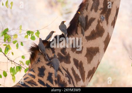 Oxpecker zeckenfressende Vögel, reisen auf dem Hals einer Masai Giraffe im Ruaha-Nationalpark in der Trockenzeit Stockfoto