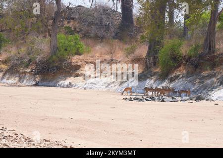 Impala verstecken sich im Schatten eines Baumes, während sie in der Trockenzeit im trockenen Great Ruaha Flussbett im Ruaha-Nationalpark nach Wasser suchen Stockfoto