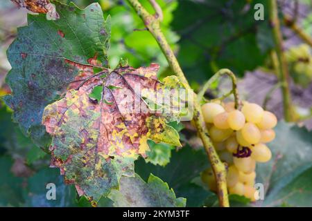 Anthracnose der Trauben, Pilzkrankheit. Anthracnose der Trauben, verursacht durch den Pilz Elsinoe ampelina, ist eine ernste Krankheit der einheimischen Trauben. Anthra Stockfoto