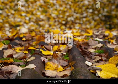 Nahaufnahme der Herbstblätter auf Dachziegeln mit Fokus auf Vordergrund Stockfoto