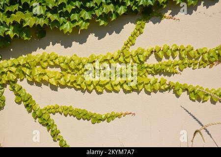 Hedera, allgemein Efeu (Plural ivies) genannt, ist eine Gattung von 12-15  Arten von immergrnen Kletter-oder Boden-kriechenden Gehlzen in der  Familie Araliaceae Stockfotografie - Alamy