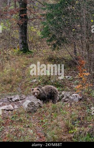 Braunbär im slowenischen Wald Stockfoto