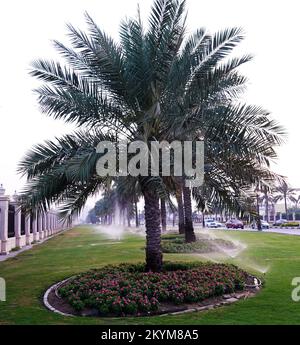 Sharjah, VAE 21. Februar 2020: Landschaftsgestaltung der Stadt mit Palmengassen entlang der Straßen Stockfoto