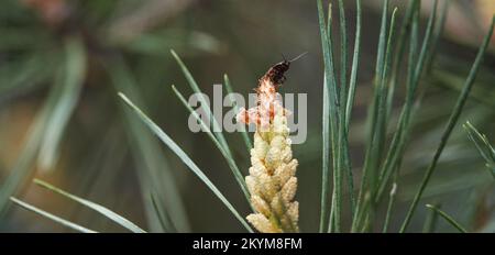 Auf einem Koniferen mit langen Nadeln wachsen Zapfen in Clustern Stockfoto