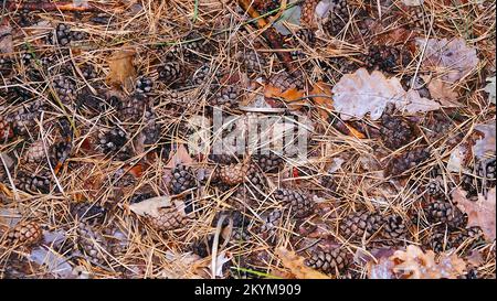 Alte Koniferkegel liegen auf dem Boden. Stockfoto