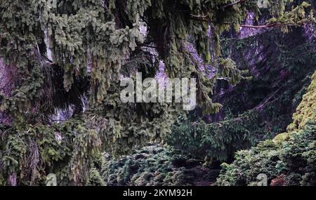 Nadelbäume und Zapfen mit Astnadeln und Nadelblumen Stockfoto