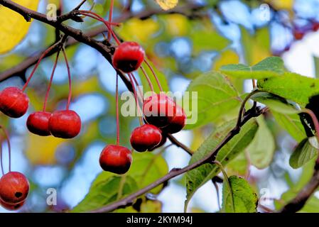 Reife rote Krabben, Krabbenäpfel, Malus, hängen an einem Apfelbaum - Malus Neville Copeman blühende Krabbenapfel Laubfrüchte. Stockfoto