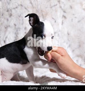 Das schwarze und weiße Hündchen beißt und schaut in die Kamera Stockfoto