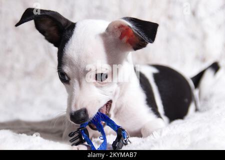 Schwarzer und weißer Chihuahua-Hund auf weißem Hintergrund kaut auf blauem Kragen Stockfoto