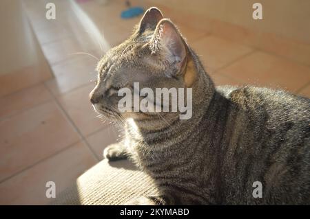 Tabby Katze Stockfoto