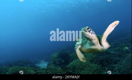 Grüne Schildkröte, die über dem Korallenriff im Komodo-Nationalpark schwimmt Stockfoto