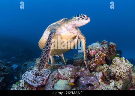 Grüne Schildkröte, die über dem Korallenriff im Komodo-Nationalpark schwimmt Stockfoto