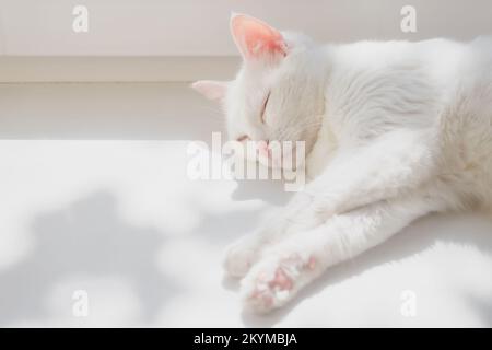 Die weiße reinrassige Katze schläft in Sonnenstrahlen auf weißem Fensterbrett. Japanische Bobtail-Katze liegt auf weißer Oberfläche und schloss ihre Augen. Saubere und gepflegte Katze ruht in einem gemütlichen und warmen Ort. Stockfoto