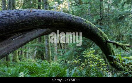 Ein gebogener Baum im East Sooke Regional Park, British Columbia, Kanada. Stockfoto