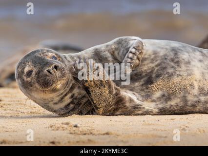 Süße junge Robbe am Strand von Norfolk Stockfoto