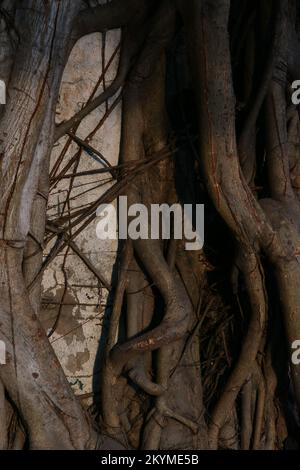 Wurzel eines Ficus-Baumes an einer alten Wand Stockfoto