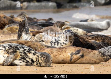 Mehrere graue Robben sonnen sich am Strand Stockfoto