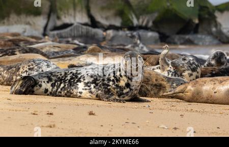 Mehrere graue Robben sonnen sich am Strand Stockfoto