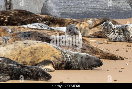 Mehrere graue Robben sonnen sich am Strand Stockfoto