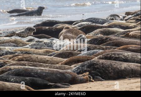 Mehrere graue Robben sonnen sich am Strand Stockfoto