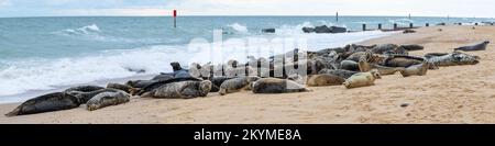 Panoramablick auf graue Robben am Horsey Gap Beach Stockfoto