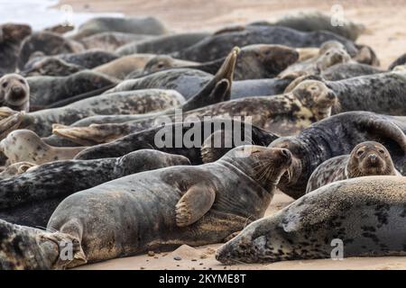 Eine Herde grauer Robben ruht am Strand Stockfoto