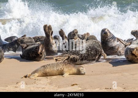 Graue Seehunde am Meeresrand Stockfoto