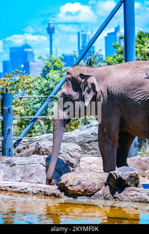 Ein Elefant, der die Skyline von Sydney genießt. Sydney, Australien: DIESE ATEMBERAUBENDEN Bilder zeigen Giraffen und Elefanten, die einen unglaublichen Blick über Sydn genießen Stockfoto