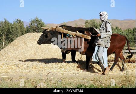 Bamyan (Bamiyan) / Zentralafghanistan: Ein Bauer, der auf einem Bauernhof in Bamyan mit Ochsen arbeitet. Stockfoto