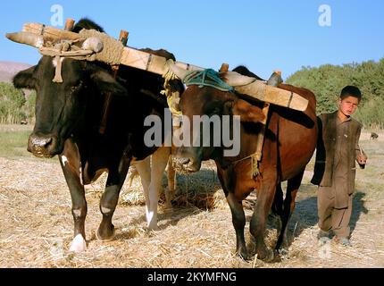 Bamyan (Bamiyan) / Zentralafghanistan: Ein kleiner Junge neigt dazu, auf einer Farm in Bamyan Ochsen zu schlagen. Stockfoto