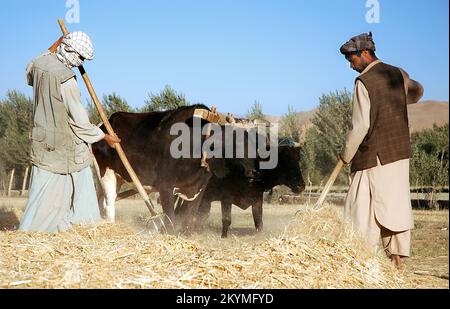 Bamyan (Bamiyan) / Zentralafghanistan: Landwirte, die beim Dreschen auf einem Bauernhof in Bamyan mit Ochsen arbeiten. Stockfoto