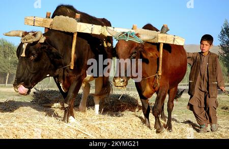 Bamyan (Bamiyan) / Zentralafghanistan: Ein kleiner Junge neigt dazu, auf einer Farm in Bamyan Ochsen zu schlagen. Stockfoto