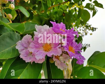 Die Blume der Königin oder die Kreppmyrte der Königin Stockfoto