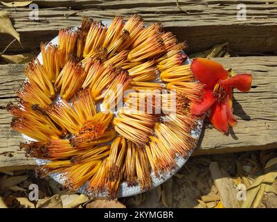 Rote Baumwoll-Blume (bombax ceiba) Stockfoto