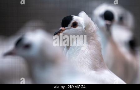 01. Dezember 2022, Sachsen, Leipzig: Tauben der Rasse Sachsen Schnippen mit runder Kapuze sitzen auf der Lipsia Breeders' Poultry Show 126. in einem Vogelhaus. Die Show zeigt etwa 14.000 Tauben und 4050 Stammkaninchen vom 02. Bis 04. Dezember 2022 auf dem Gelände der Neuen Messe. Nach einem Ausbruch der Vogelgrippe mit 26 Fällen in Mecklenburg-Vorpommern wurde die Ausstellung aller Geflügelarten, mit Ausnahme von Tauben, in der Lipsia jedoch offiziell verboten. Foto: Hendrik Schmidt/dpa Stockfoto