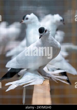 01. Dezember 2022, Sachsen, Leipzig: Tauben der Rasse Sachsen Schnippen mit runder Kapuze sitzen auf der Lipsia Breeders' Poultry Show 126. in einem Vogelhaus. Die Show zeigt etwa 14.000 Tauben und 4050 Stammkaninchen vom 02. Bis 04. Dezember 2022 auf dem Gelände der Neuen Messe. Nach einem Ausbruch der Vogelgrippe mit 26 Fällen in Mecklenburg-Vorpommern wurde die Ausstellung aller Geflügelarten, mit Ausnahme von Tauben, in der Lipsia jedoch offiziell verboten. Foto: Hendrik Schmidt/dpa Stockfoto