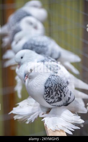01. Dezember 2022, Sachsen, Leipzig: Sächsische Schildtauben, blau-weiße Schuppen, sitzen in einem Vogelhaus auf der Lipsia Breed Poultry Show 126.. Die Show zeigt etwa 14.000 Tauben und 4050 Stammkaninchen vom 02. Bis 04. Dezember 2022 auf dem Gelände der Neuen Messe. Nach einem Ausbruch der Vogelgrippe mit 26 Fällen in Mecklenburg-Vorpommern wurde die Ausstellung aller Geflügelarten, mit Ausnahme von Tauben, in der Lipsia jedoch offiziell verboten. Foto: Hendrik Schmidt/dpa Stockfoto