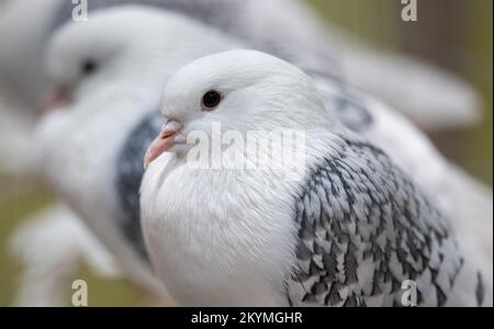 01. Dezember 2022, Sachsen, Leipzig: Sächsische Schildtauben, blau-weiße Schuppen, sitzen in einem Vogelhaus auf der Lipsia Breed Poultry Show 126.. Die Show zeigt etwa 14.000 Tauben und 4050 Stammkaninchen vom 02. Bis 04. Dezember 2022 auf dem Gelände der Neuen Messe. Nach einem Ausbruch der Vogelgrippe mit 26 Fällen in Mecklenburg-Vorpommern wurde die Ausstellung aller Geflügelarten, mit Ausnahme von Tauben, in der Lipsia jedoch offiziell verboten. Foto: Hendrik Schmidt/dpa Stockfoto
