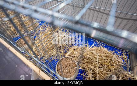 01. Dezember 2022, Sachsen, Leipzig: Leer ist der Käfig für Zuchtgeflügel auf der Lipsia Breed Poultry Show 126.. Die Vorstellung zeigt etwa 14.000 Tauben und 4050 Stammkaninchen vom 02. Dezember bis 04. Dezember 2022 auf dem Gelände der Neuen Messe. Nach einem Ausbruch der Vogelgrippe mit 26 Fällen in Mecklenburg-Vorpommern wurde die Ausstellung aller Geflügelarten, mit Ausnahme von Tauben, in der Lipsia jedoch offiziell verboten. Foto: Hendrik Schmidt/dpa Stockfoto