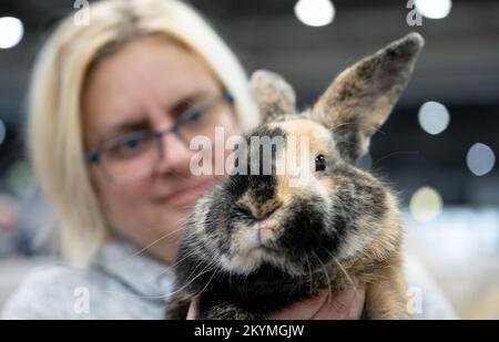 01. Dezember 2022, Sachsen, Leipzig: Doreen Kalusok, Landesverband Sächsischer Rassekaninchenzüchter, präsentiert auf der Lipsia Breed Poultry Show 126. ein Kaninchen der Rasse „Japanisch“. Die Show zeigt etwa 14.000 Tauben und 4050 Stammkaninchen vom 02. Dezember bis 04. Dezember 2022 auf dem New Fairgrounds. Nach einem Ausbruch der Aviären Influenza mit 26 Fällen in Mecklenburg-Vorpommern wurde die Ausstellung von Geflügel, ausgenommen Tauben, in der Lipsia jedoch offiziell verboten. Foto: Hendrik Schmidt/dpa Stockfoto