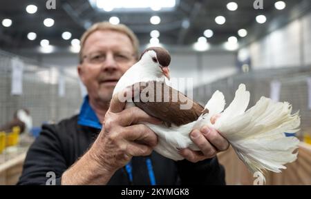 01. Dezember 2022, Sachsen, Leipzig: Jürgen Winkler präsentiert eine Taube der Rasse Lahore, rot, auf der Lipsia Breed Poultry Show 126.. Die Vorstellung zeigt etwa 14.000 Tauben und 4050 Stammkaninchen vom 02. Dezember bis 04. Dezember 2022 auf dem Gelände der Neuen Messe. Nach einem Ausbruch der Aviären Influenza mit 26 Fällen in Mecklenburg-Vorpommern wurde die Ausstellung von Geflügel in Lipsia, ausgenommen Tauben, offiziell verboten. Foto: Hendrik Schmidt/dpa Stockfoto