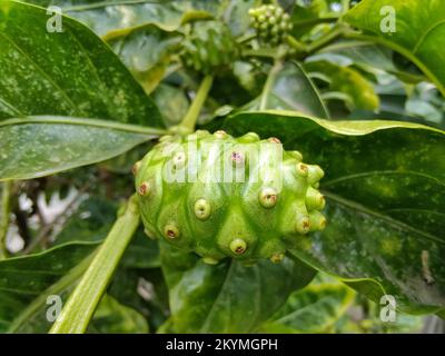 Schöne reife Noni-Früchte Stockfoto